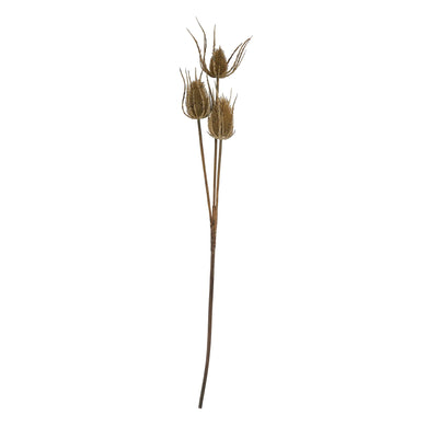 Large Brown Triple Teasel Stem