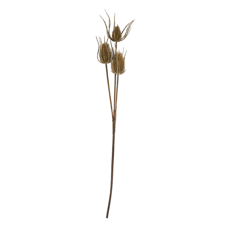 Large Brown Triple Teasel Stem