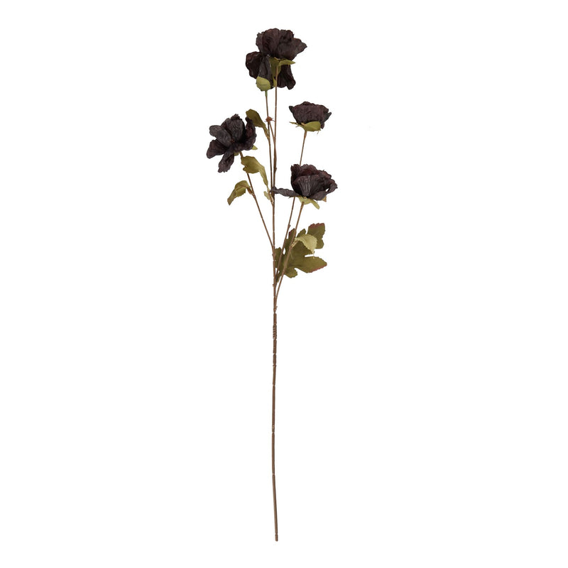 Tall Black Poppy Stem