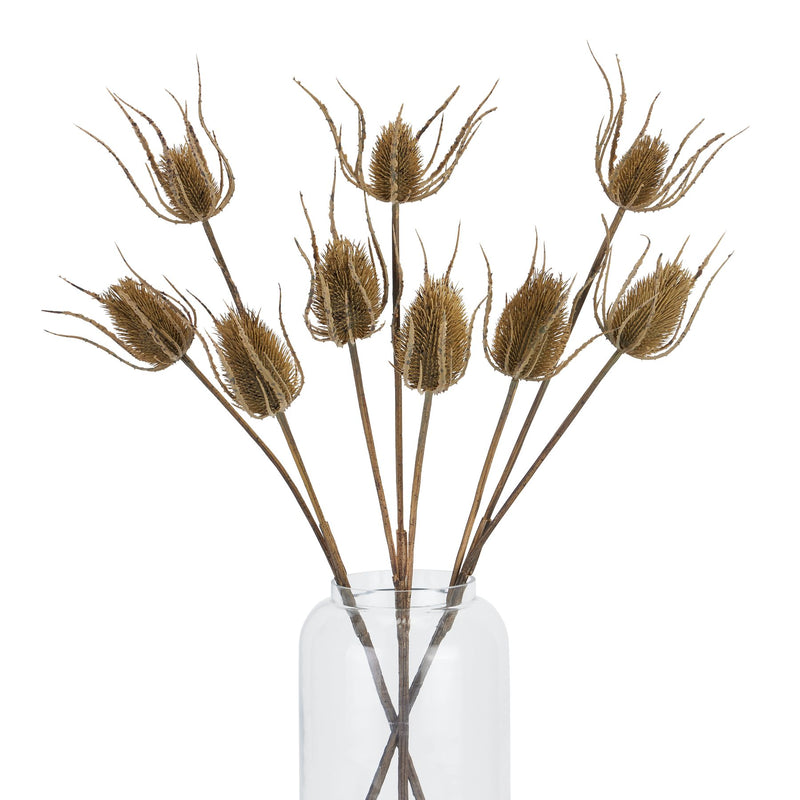 Large Brown Triple Teasel Stem