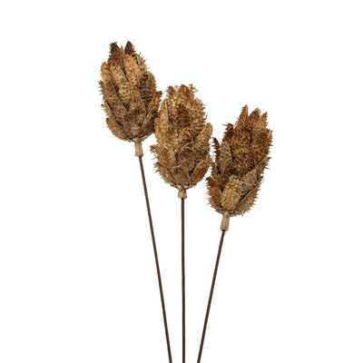 Bouquet Of Dried Protea