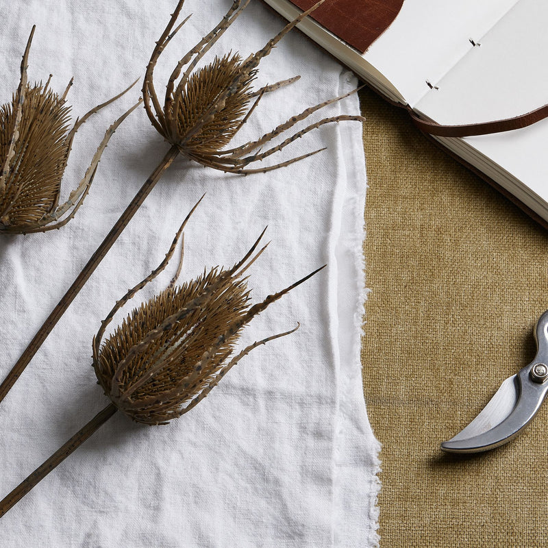 Large Brown Triple Teasel Stem